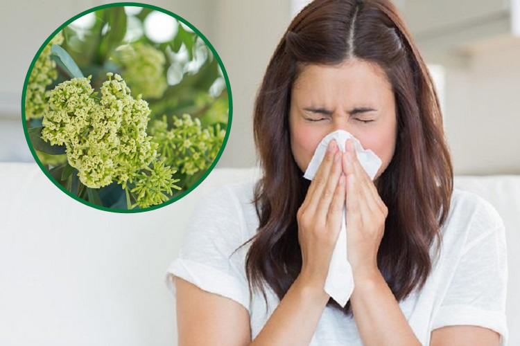 Mùi hoa sữa - Nỗi ám ảnh với những người bị dị ứng